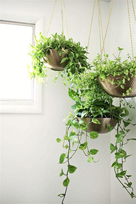室內垂吊植物